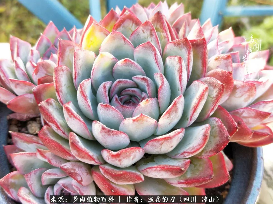 灰姑娘多肉好養嗎_多肉灰姑娘怎么護養_多肉灰姑娘耐寒嗎