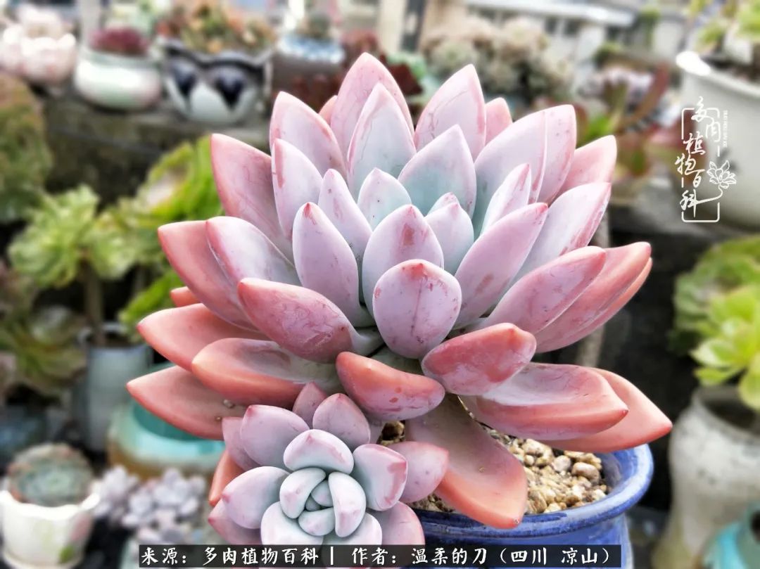 多肉灰姑娘怎么護養_灰姑娘多肉好養嗎_多肉灰姑娘耐寒嗎