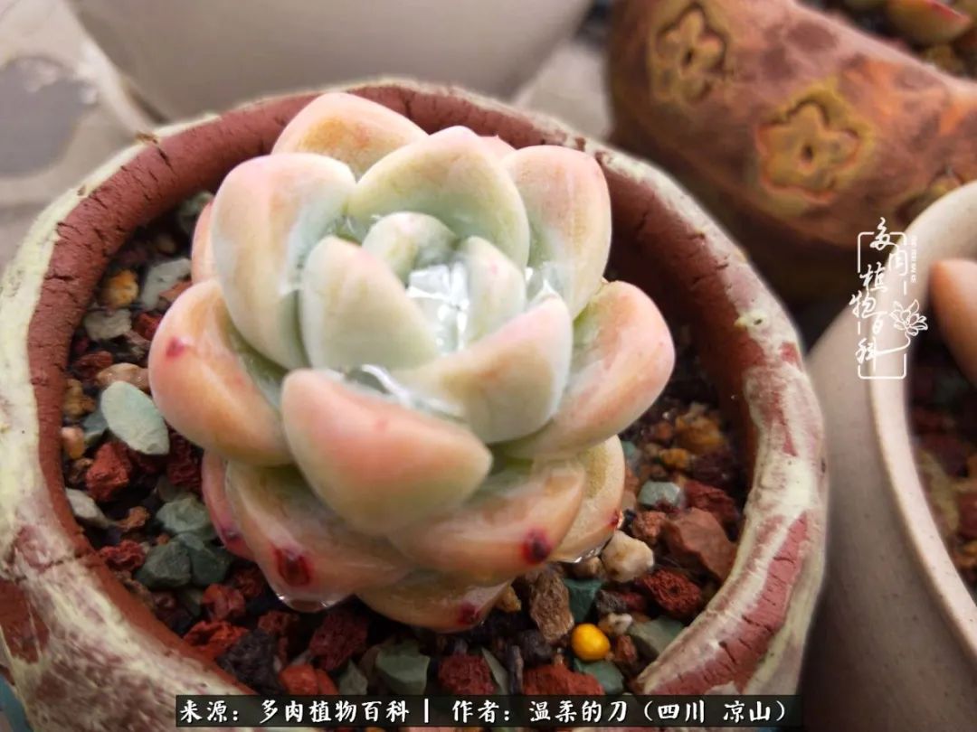 多肉灰姑娘怎么護養_灰姑娘多肉好養嗎_多肉灰姑娘耐寒嗎