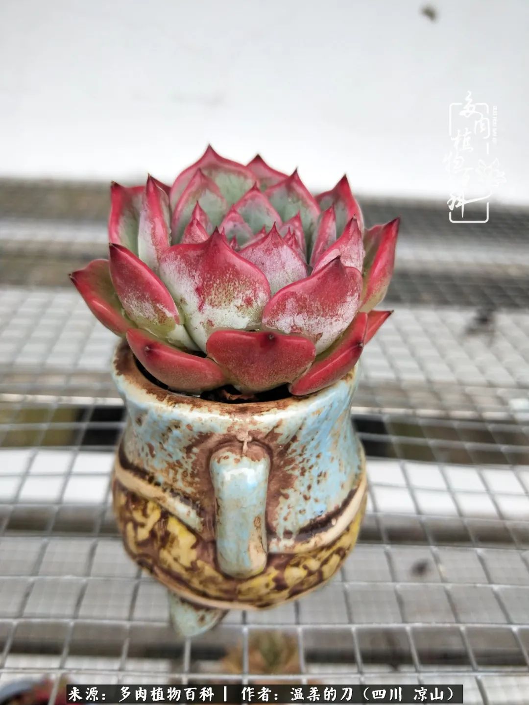 灰姑娘多肉好養嗎_多肉灰姑娘耐寒嗎_多肉灰姑娘怎么護養