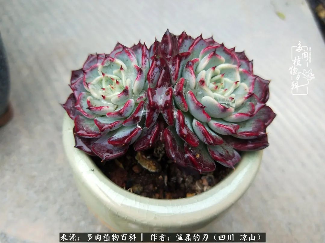 灰姑娘多肉好養嗎_多肉灰姑娘怎么護養_多肉灰姑娘耐寒嗎