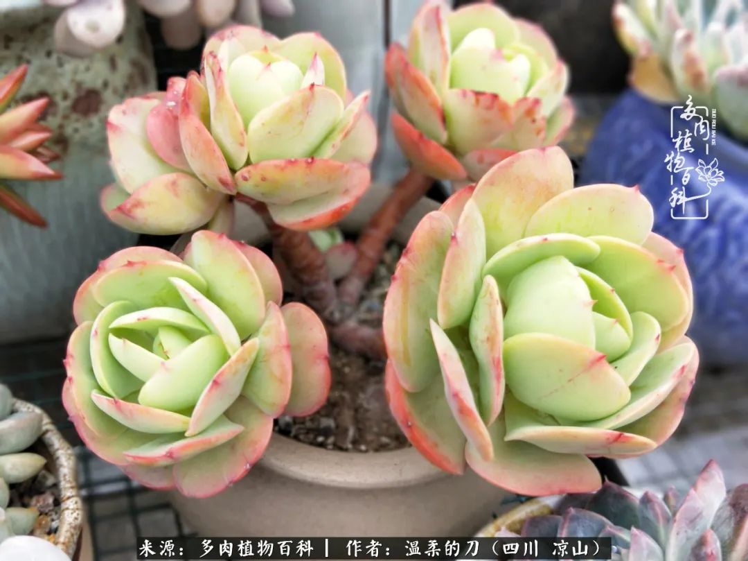 多肉灰姑娘耐寒嗎_灰姑娘多肉好養嗎_多肉灰姑娘怎么護養