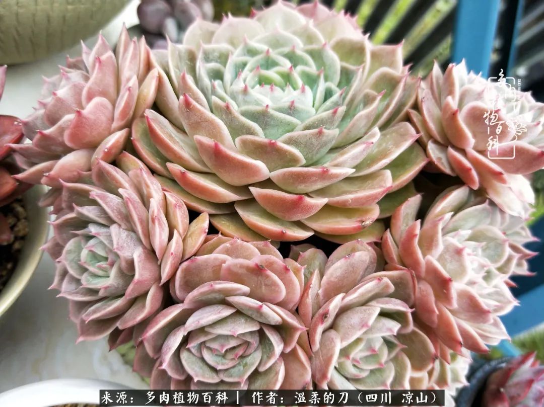 多肉灰姑娘耐寒嗎_灰姑娘多肉好養嗎_多肉灰姑娘怎么護養
