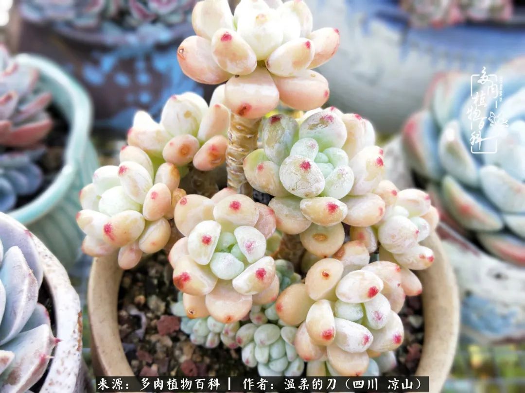 多肉灰姑娘耐寒嗎_多肉灰姑娘怎么護養_灰姑娘多肉好養嗎