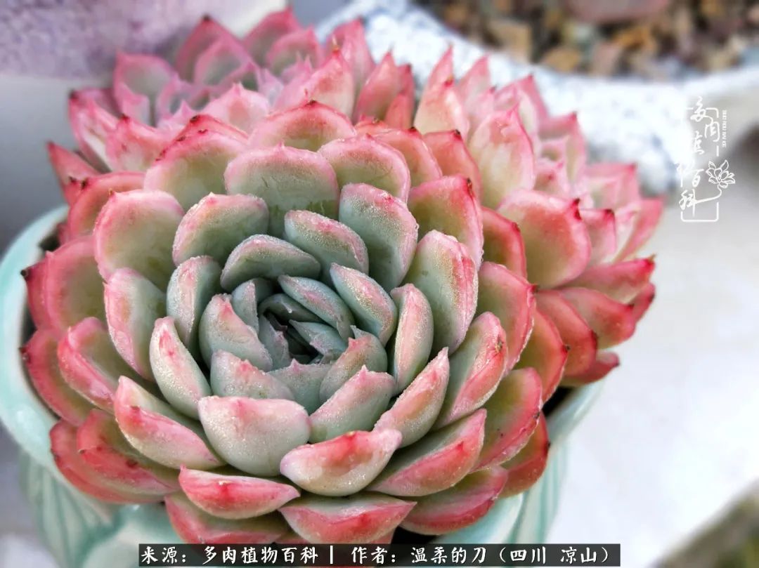 多肉灰姑娘耐寒嗎_多肉灰姑娘怎么護養_灰姑娘多肉好養嗎