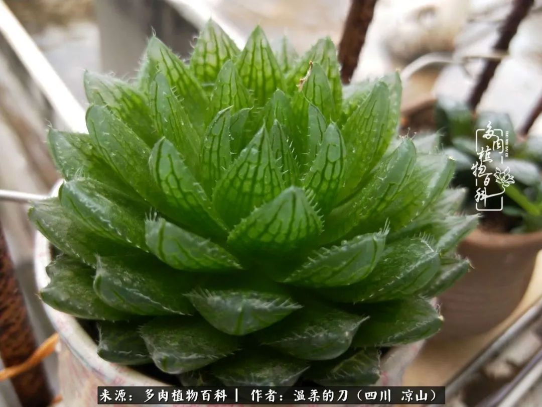 多肉灰姑娘怎么護養_多肉灰姑娘耐寒嗎_灰姑娘多肉好養嗎