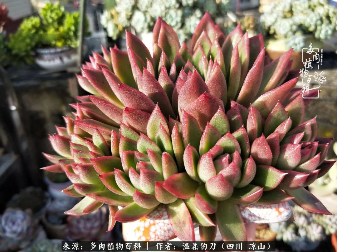 灰姑娘多肉好養嗎_多肉灰姑娘怎么護養_多肉灰姑娘耐寒嗎