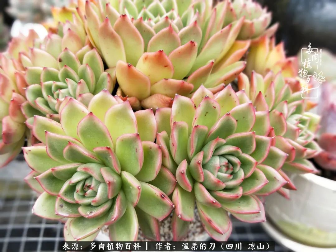 多肉灰姑娘怎么護養_多肉灰姑娘耐寒嗎_灰姑娘多肉好養嗎