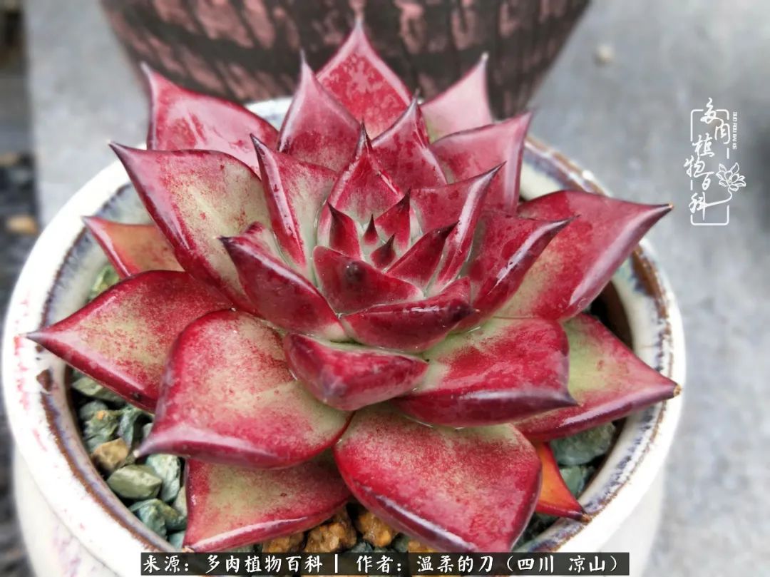 灰姑娘多肉好養嗎_多肉灰姑娘怎么護養_多肉灰姑娘耐寒嗎