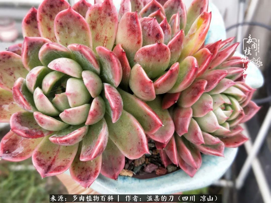 多肉灰姑娘怎么護養_多肉灰姑娘耐寒嗎_灰姑娘多肉好養嗎