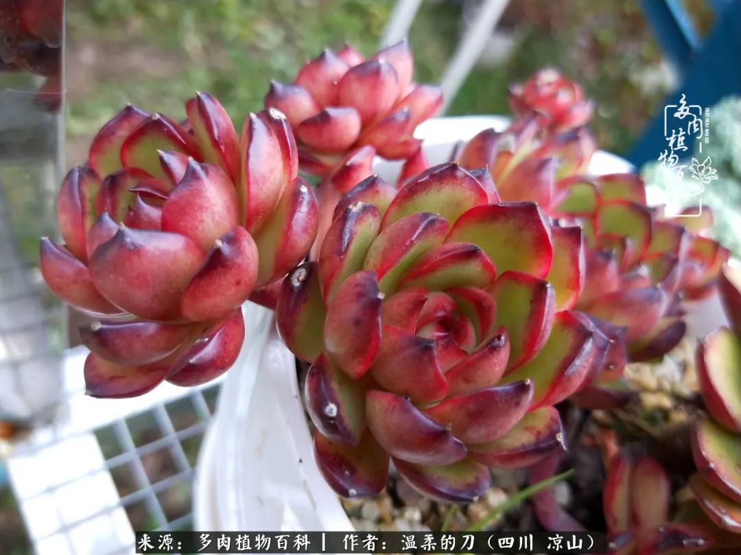 多肉灰姑娘耐寒嗎_多肉灰姑娘怎么護養_灰姑娘多肉好養嗎