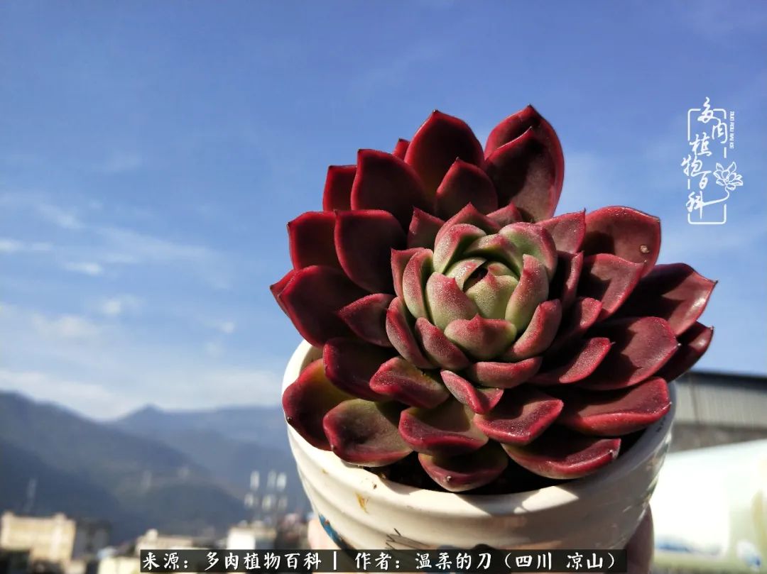 多肉灰姑娘耐寒嗎_灰姑娘多肉好養嗎_多肉灰姑娘怎么護養