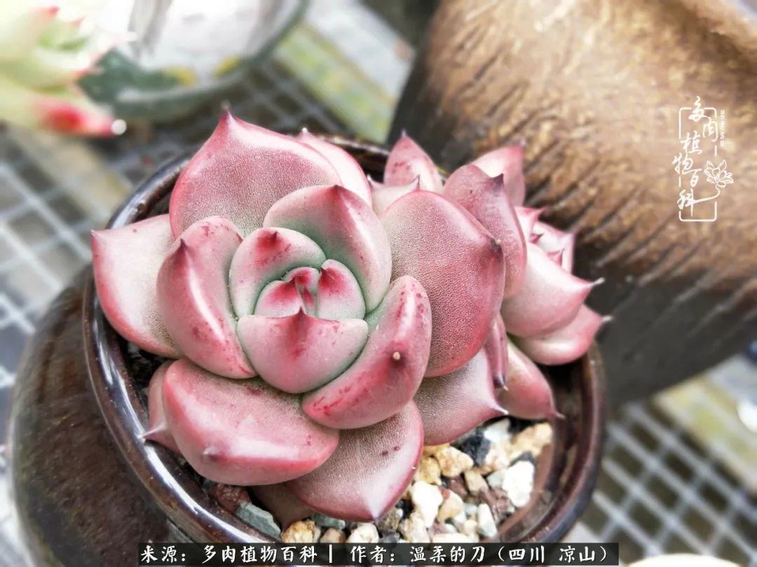 灰姑娘多肉好養嗎_多肉灰姑娘耐寒嗎_多肉灰姑娘怎么護養