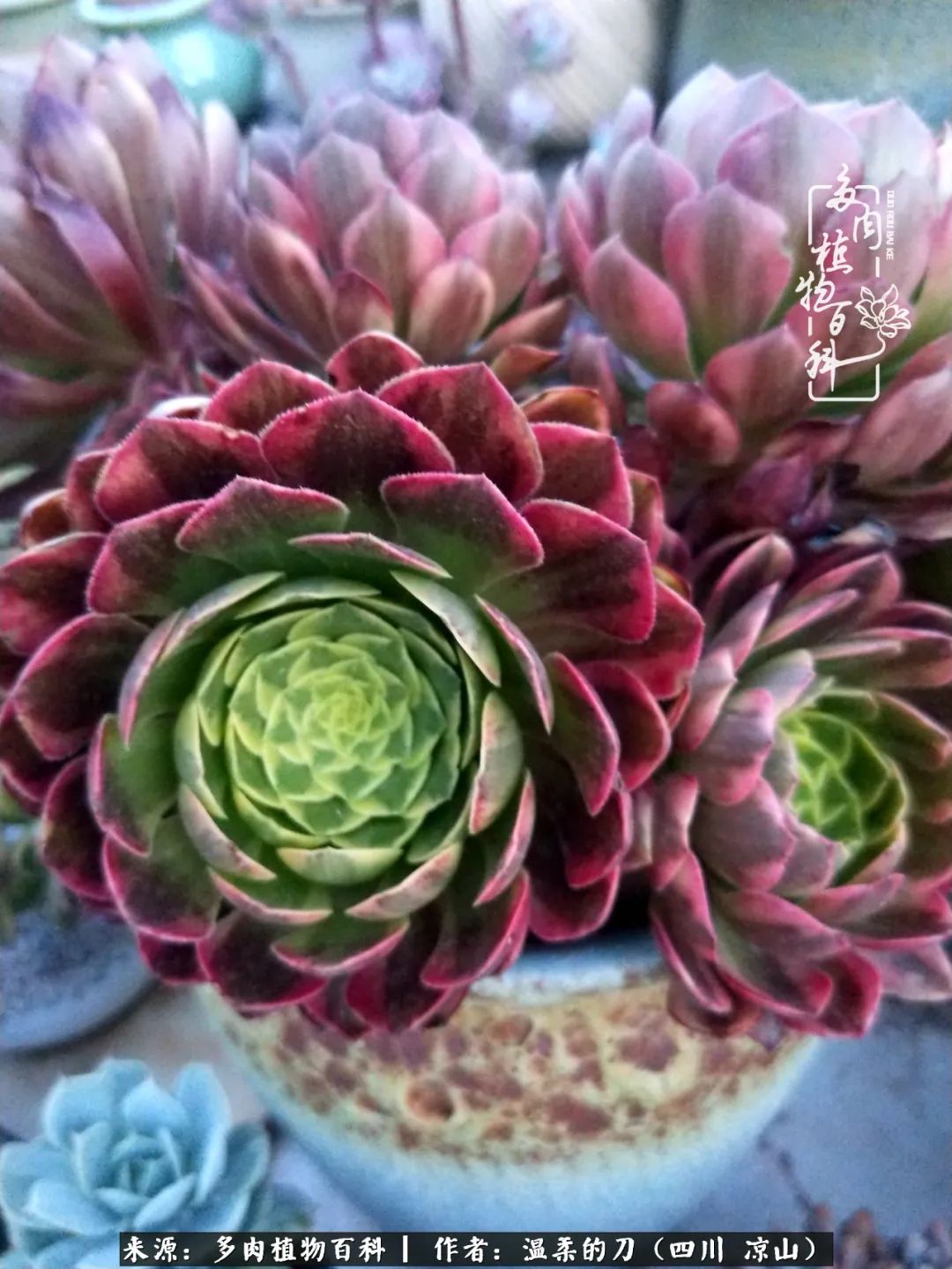 灰姑娘多肉好養嗎_多肉灰姑娘怎么護養_多肉灰姑娘耐寒嗎