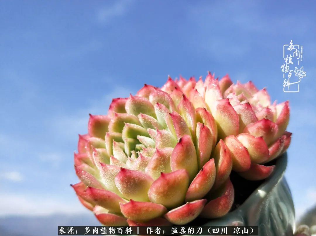 灰姑娘多肉好養嗎_多肉灰姑娘耐寒嗎_多肉灰姑娘怎么護養