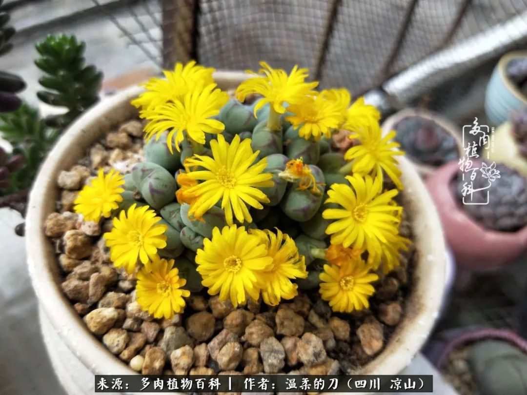 多肉灰姑娘耐寒嗎_灰姑娘多肉好養嗎_多肉灰姑娘怎么護養