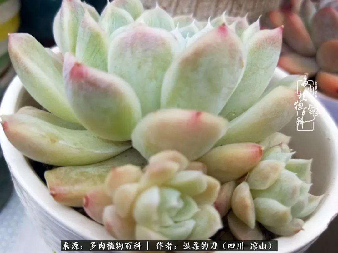 灰姑娘多肉好養嗎_多肉灰姑娘耐寒嗎_多肉灰姑娘怎么護養