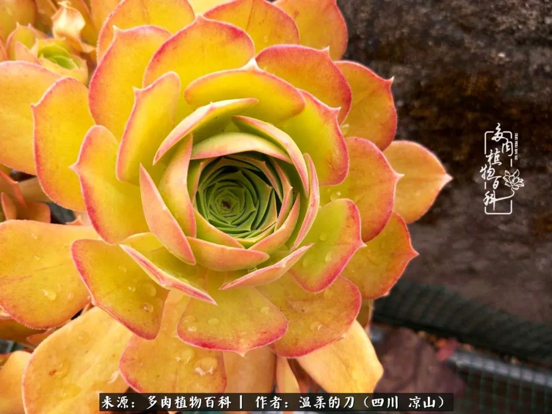 灰姑娘多肉好養嗎_多肉灰姑娘怎么護養_多肉灰姑娘耐寒嗎