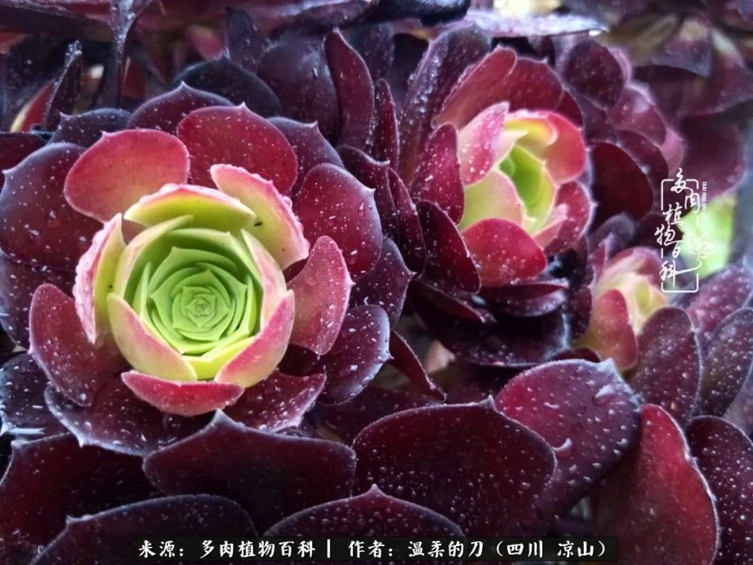 多肉灰姑娘耐寒嗎_灰姑娘多肉好養嗎_多肉灰姑娘怎么護養