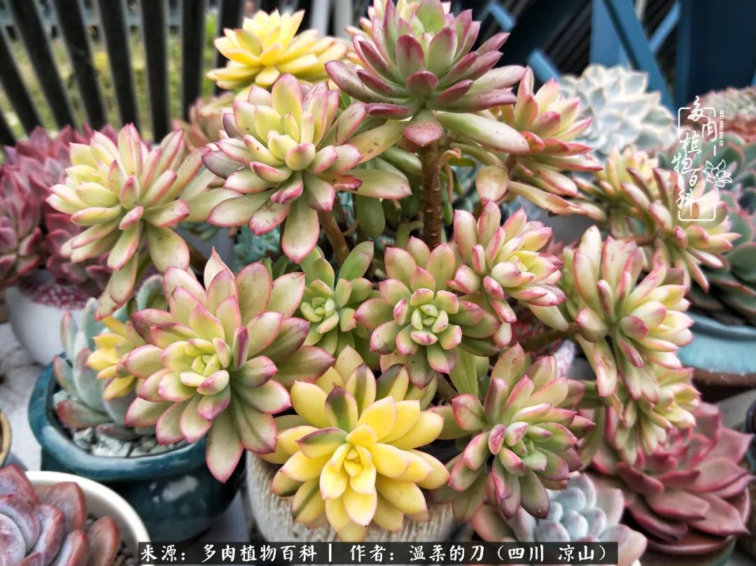 多肉灰姑娘怎么護養_多肉灰姑娘耐寒嗎_灰姑娘多肉好養嗎