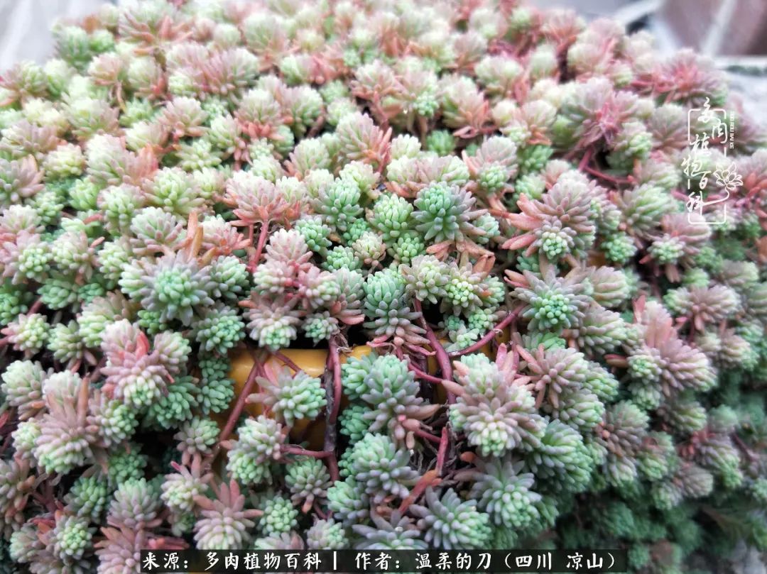 多肉灰姑娘耐寒嗎_多肉灰姑娘怎么護養_灰姑娘多肉好養嗎