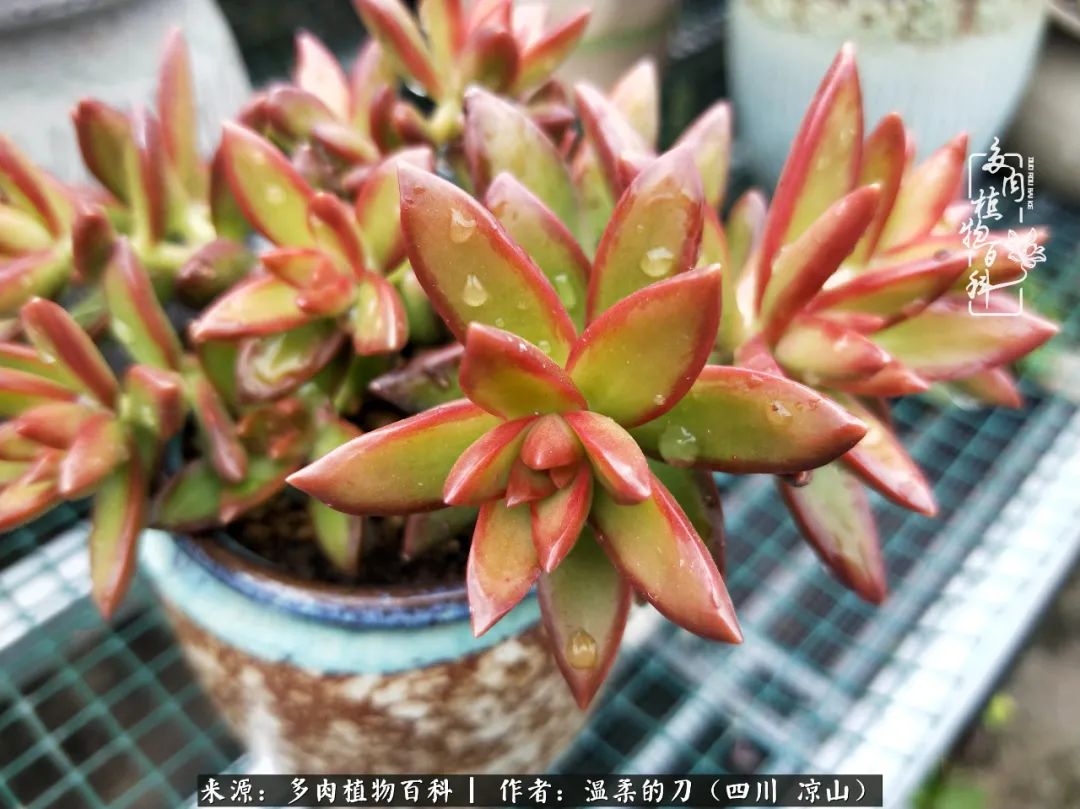 多肉灰姑娘怎么護養_多肉灰姑娘耐寒嗎_灰姑娘多肉好養嗎