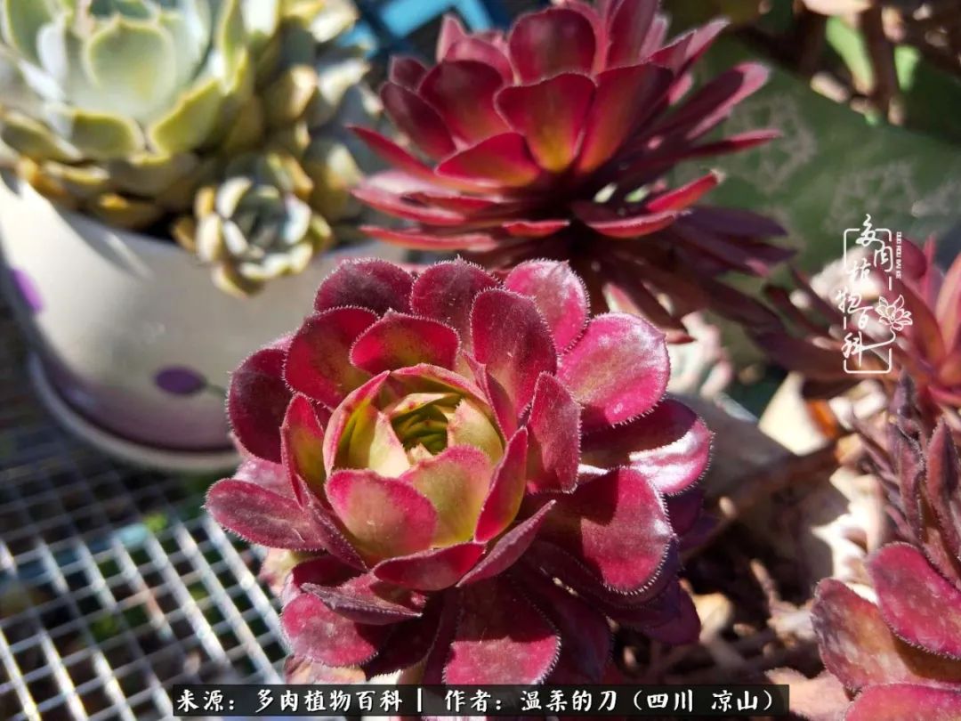 多肉灰姑娘耐寒嗎_灰姑娘多肉好養嗎_多肉灰姑娘怎么護養