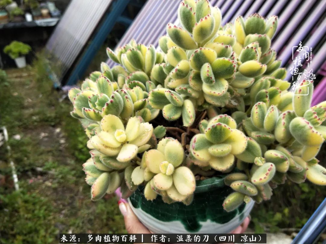 多肉灰姑娘耐寒嗎_多肉灰姑娘怎么護養_灰姑娘多肉好養嗎