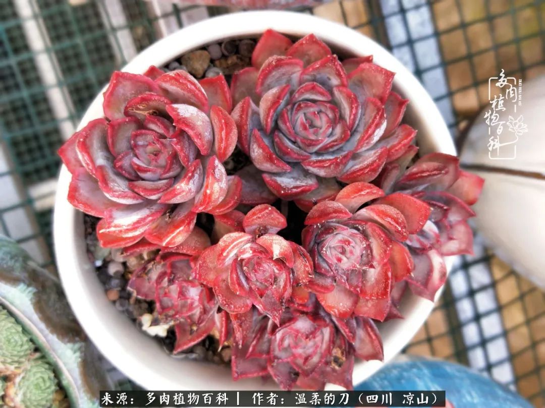 灰姑娘多肉好養嗎_多肉灰姑娘怎么護養_多肉灰姑娘耐寒嗎