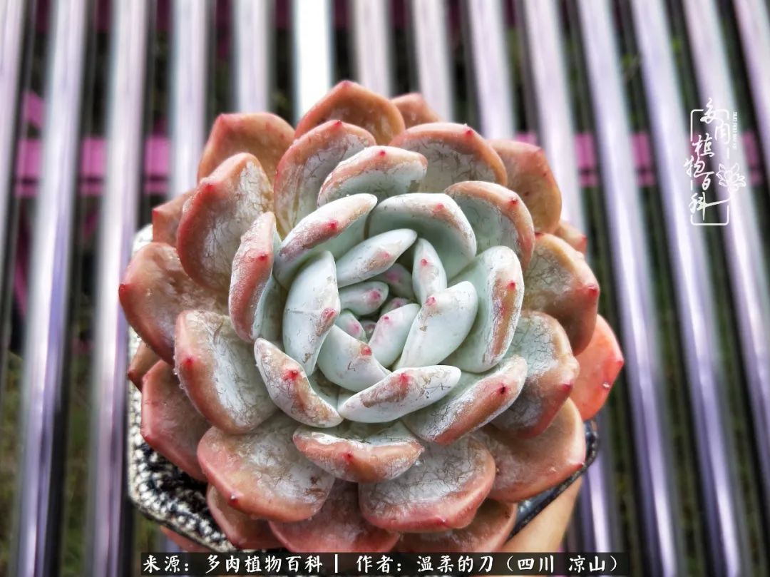 灰姑娘多肉好養嗎_多肉灰姑娘怎么護養_多肉灰姑娘耐寒嗎