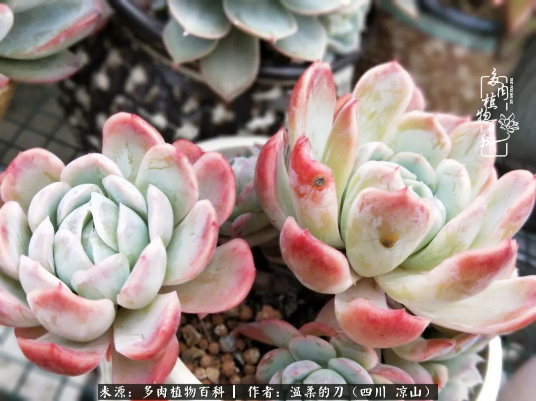 灰姑娘多肉好養嗎_多肉灰姑娘怎么護養_多肉灰姑娘耐寒嗎