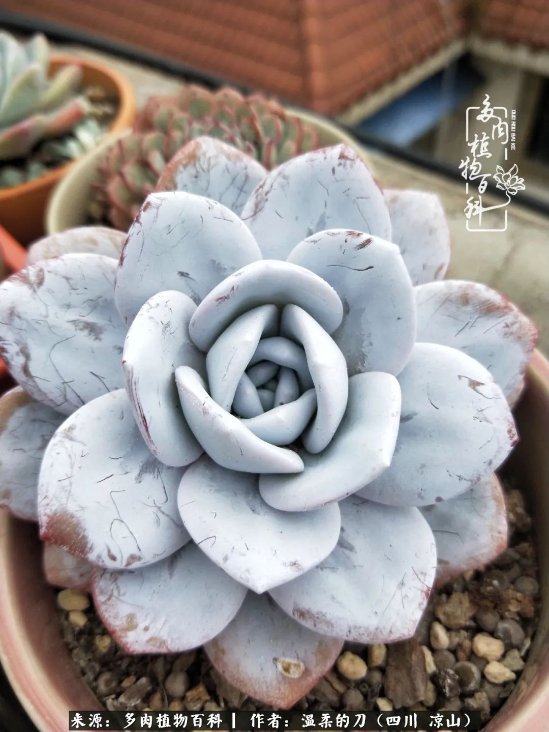 多肉灰姑娘怎么護養_灰姑娘多肉好養嗎_多肉灰姑娘耐寒嗎