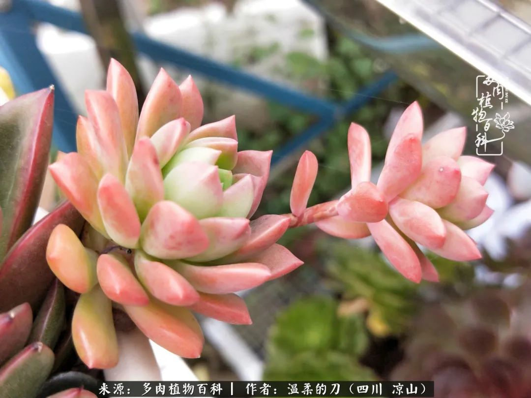 多肉灰姑娘怎么護養_灰姑娘多肉好養嗎_多肉灰姑娘耐寒嗎