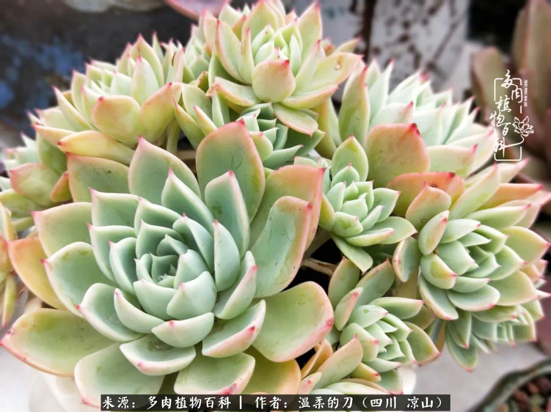 多肉灰姑娘耐寒嗎_多肉灰姑娘怎么護養_灰姑娘多肉好養嗎