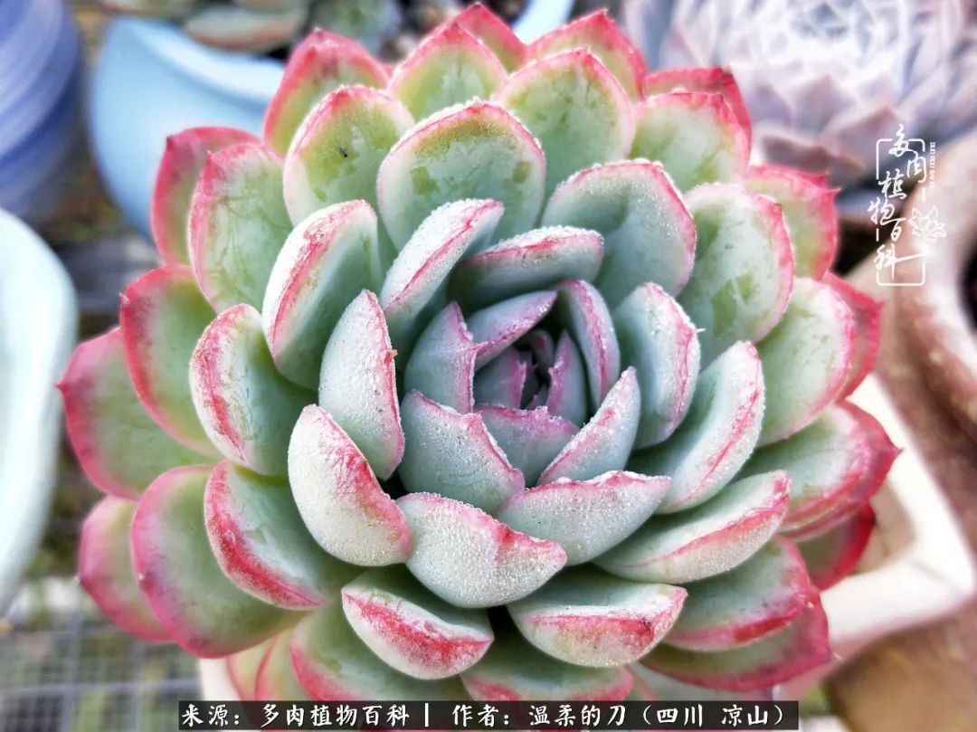 多肉灰姑娘怎么護養_多肉灰姑娘耐寒嗎_灰姑娘多肉好養嗎