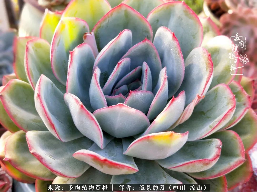 多肉灰姑娘耐寒嗎_灰姑娘多肉好養嗎_多肉灰姑娘怎么護養