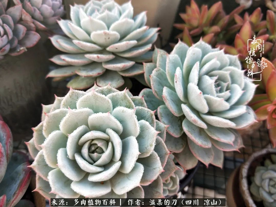 多肉灰姑娘耐寒嗎_灰姑娘多肉好養嗎_多肉灰姑娘怎么護養