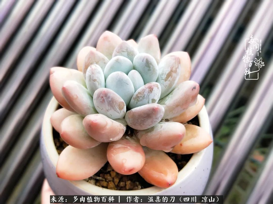 灰姑娘多肉好養嗎_多肉灰姑娘耐寒嗎_多肉灰姑娘怎么護養