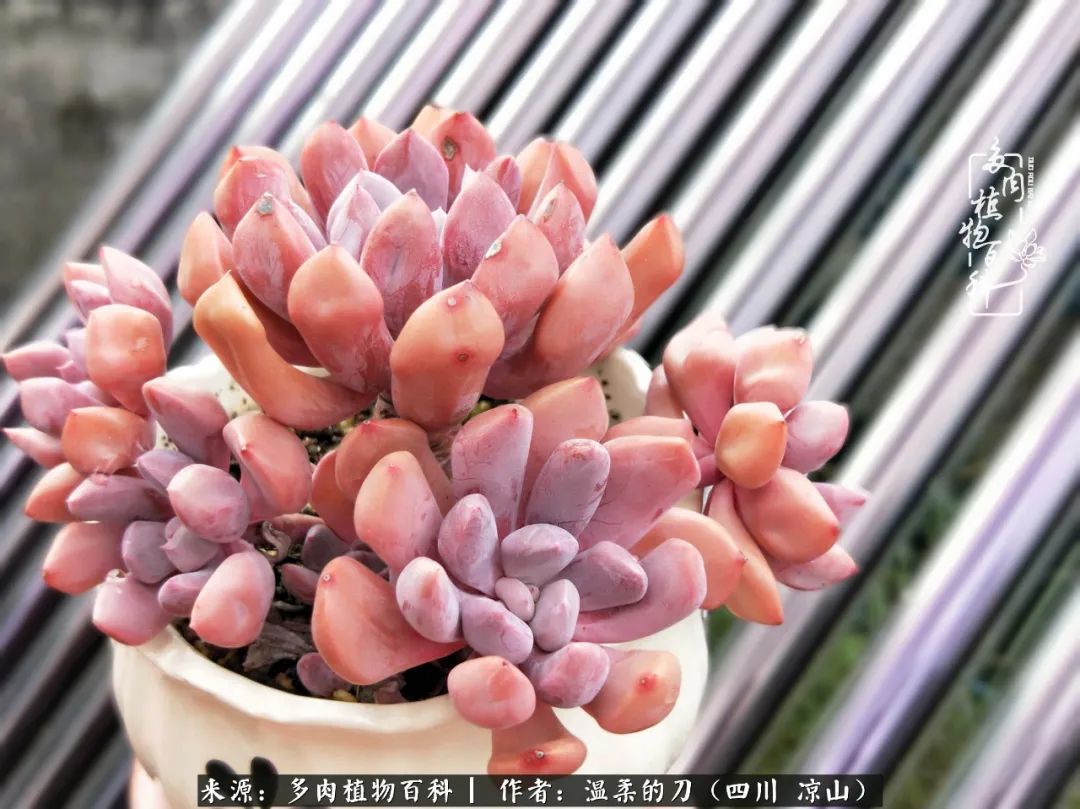 多肉灰姑娘怎么護養_多肉灰姑娘耐寒嗎_灰姑娘多肉好養嗎