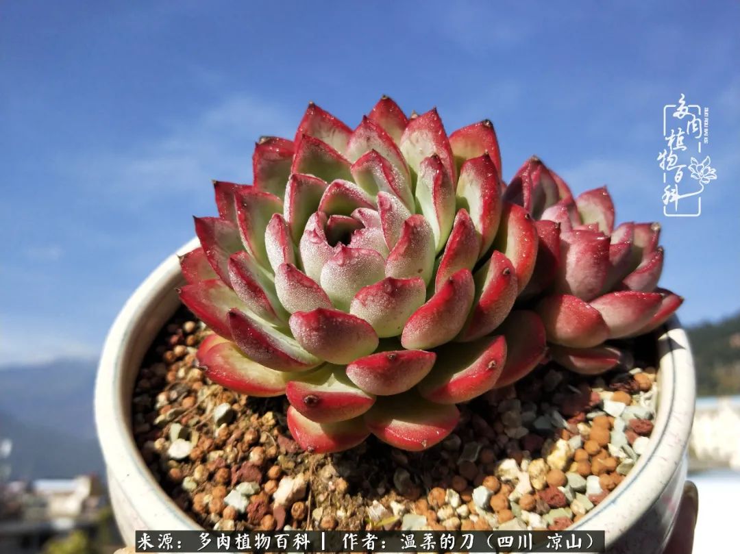多肉灰姑娘耐寒嗎_多肉灰姑娘怎么護養_灰姑娘多肉好養嗎