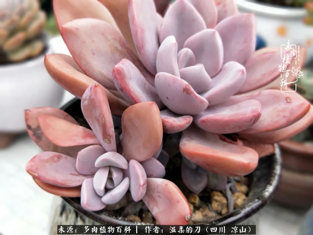 多肉灰姑娘怎么護養_多肉灰姑娘耐寒嗎_灰姑娘多肉好養嗎
