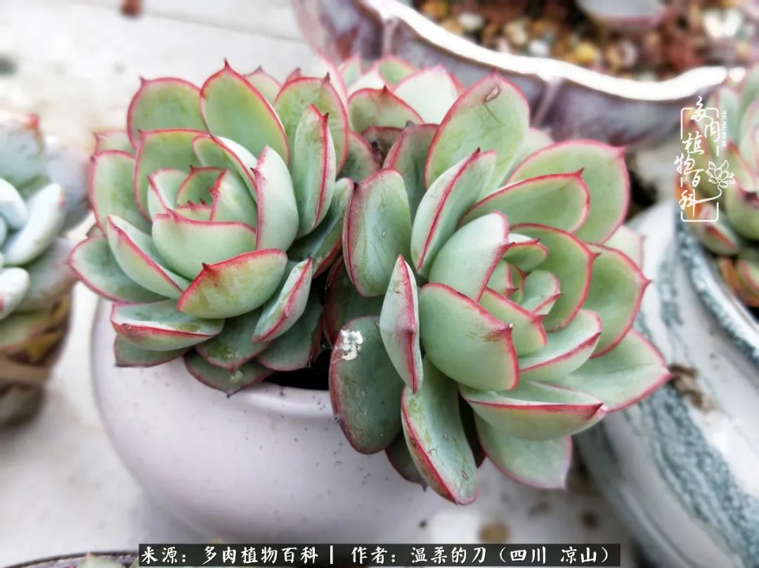 灰姑娘多肉好養嗎_多肉灰姑娘耐寒嗎_多肉灰姑娘怎么護養