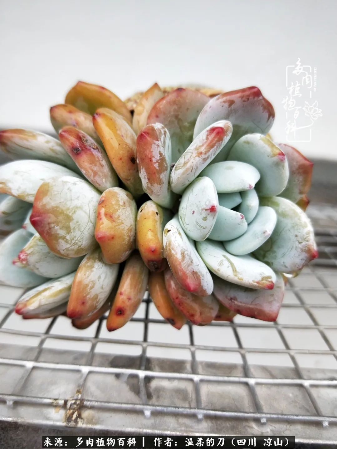 多肉灰姑娘耐寒嗎_多肉灰姑娘怎么護養_灰姑娘多肉好養嗎