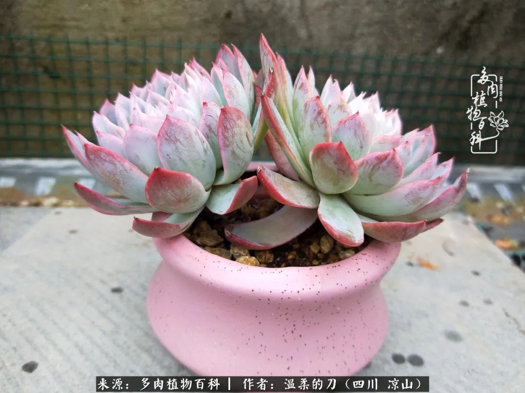 多肉灰姑娘耐寒嗎_灰姑娘多肉好養嗎_多肉灰姑娘怎么護養