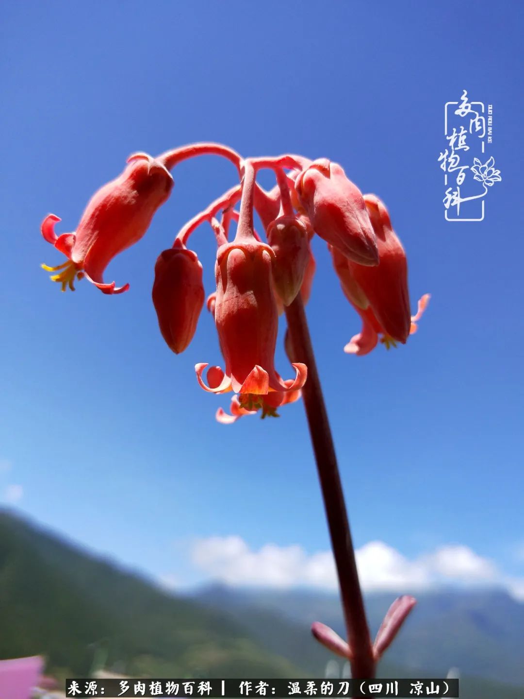 灰姑娘多肉好養嗎_多肉灰姑娘耐寒嗎_多肉灰姑娘怎么護養