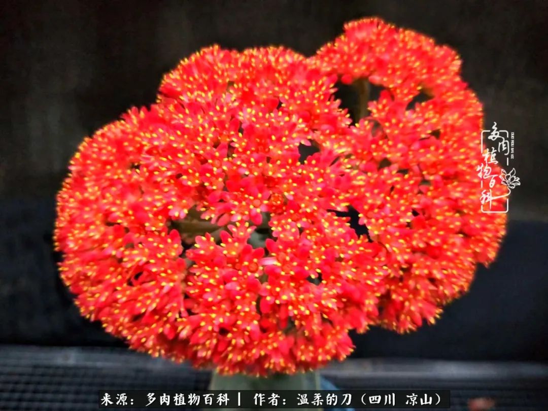 多肉灰姑娘怎么護養_灰姑娘多肉好養嗎_多肉灰姑娘耐寒嗎