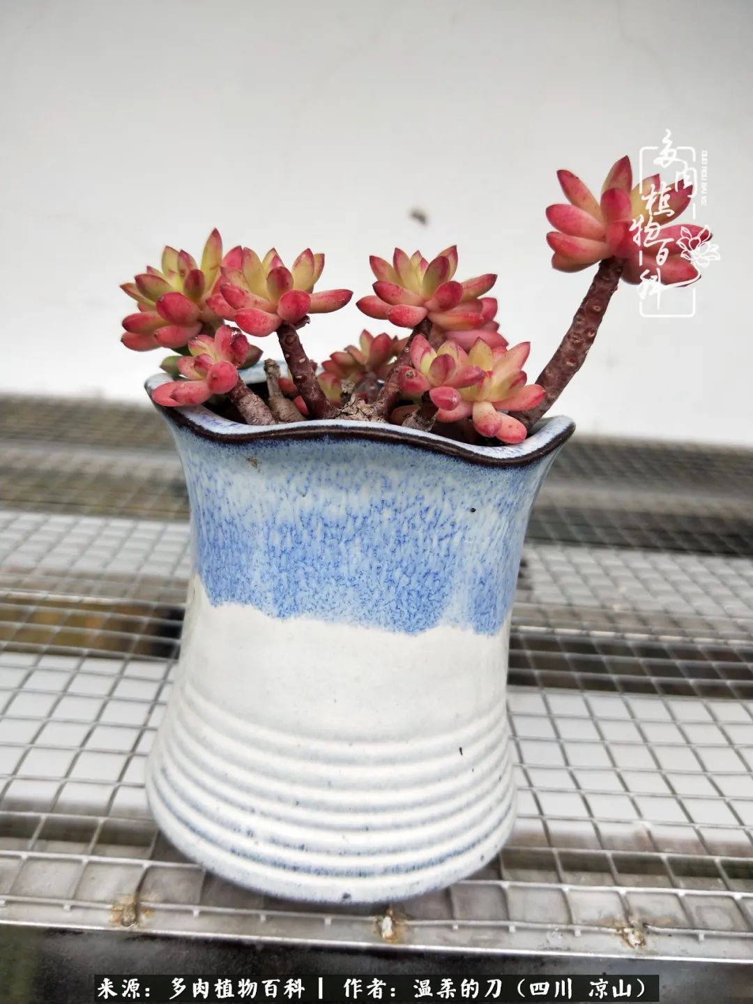 多肉灰姑娘耐寒嗎_多肉灰姑娘怎么護養_灰姑娘多肉好養嗎