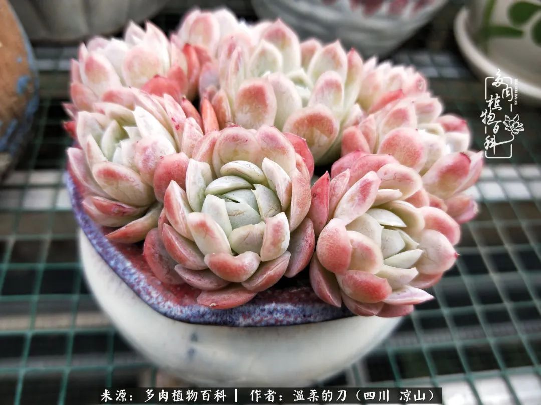 多肉灰姑娘怎么護養_多肉灰姑娘耐寒嗎_灰姑娘多肉好養嗎