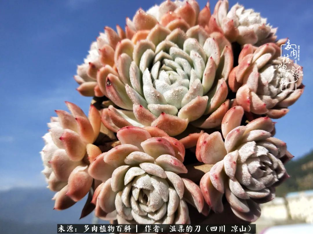 多肉灰姑娘怎么護養_灰姑娘多肉好養嗎_多肉灰姑娘耐寒嗎