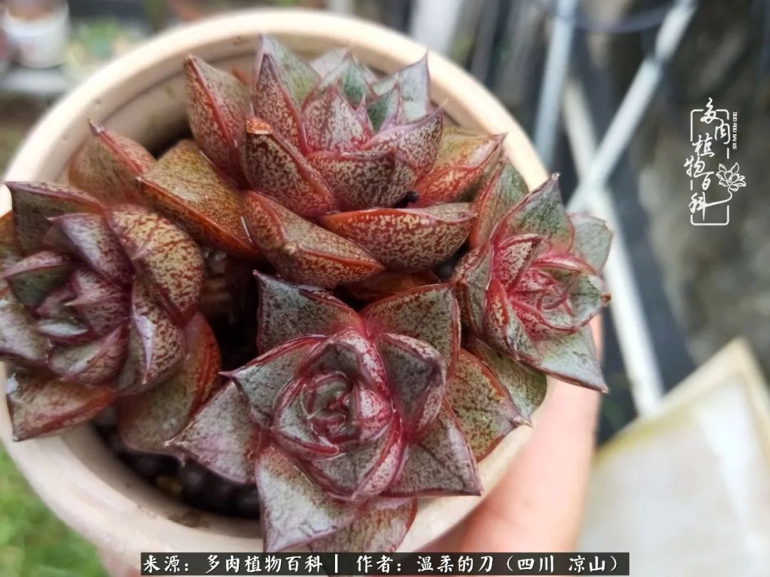 灰姑娘多肉好養嗎_多肉灰姑娘怎么護養_多肉灰姑娘耐寒嗎